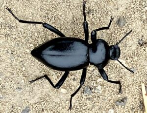 Hash Boy ate this Desert Stink Beetle that crawled by on Day 3 of the ordeal.